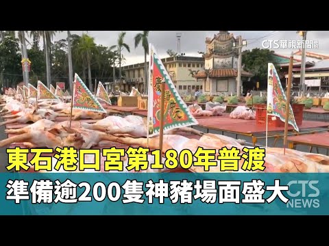 東石港口宮第180年普渡　準備逾200隻神豬場面盛大