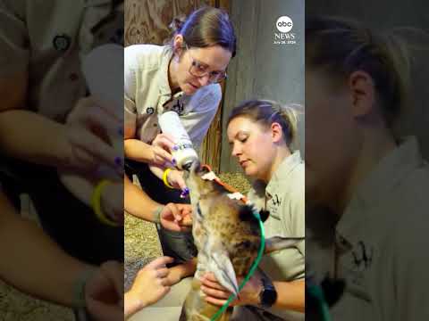 'Miracle' giraffe birth described as first of its kind