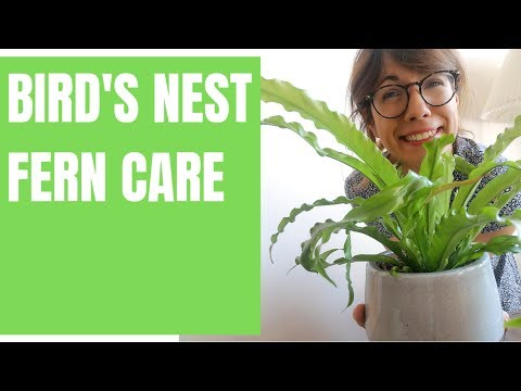 Birds nest fern care - Asplenium nidus