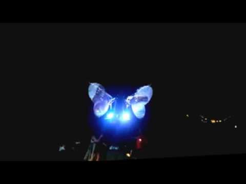 Guitarfish 2015: Psychedelic Butterflyfish!