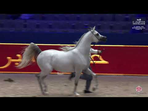 N 111 D SHART   El Jadida 2023   International AHS Class A   Colts 3 Years Old Class 8