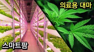 직접 개발한 농업 기술로 '의료용 대마' 생산하는 스타트업 [농업회사 스타트업] 스마트팜