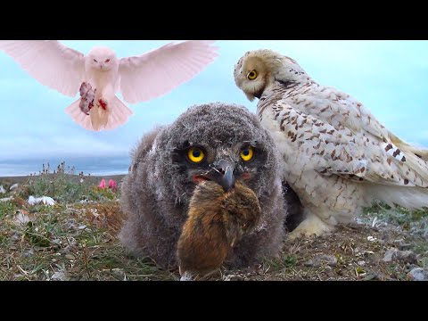 Snowy Owls: Endless feeding of growing chicks!