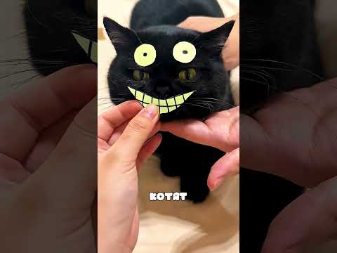 Чёрные коты исчезают как ниндзя! Вот что пришлось придумать хозяйке