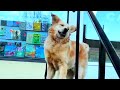 This Adorable Pup Throws His Version Of A Temper Tantrum When He Doesn T Get His Way