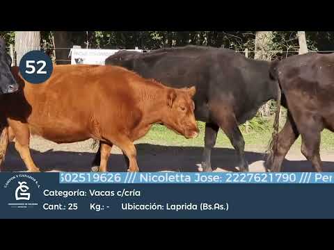 Lote Vaca CGP CUT - Lapirda Bs As