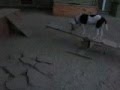 Utah The Circus Dog II