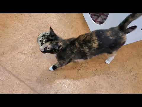 Rayna A892295 (ADOPTED 7/11/25)