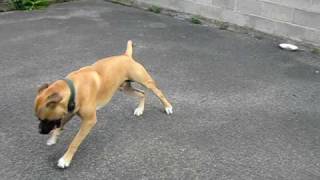 preview picture of video 'Video .1. Lost Dog Playing with my Signed Ball'