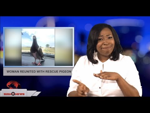 Woman reunited with rescue pigeon (ASL - 6.27.18)