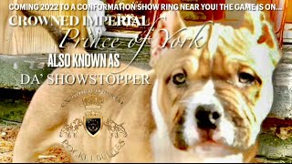 You Decide! Pocket American Bully Puppies Playing NO BULLYIN ABKC Conformation Show Ready 2022 Puppy