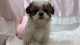 シーズーの動画01