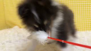 シェットランドシープドッグの動画01