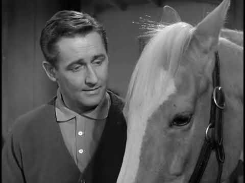Mister Ed Being Cute / Funny Pt.3