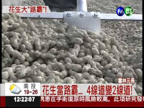 花生當路霸 佔用馬路曬太陽!