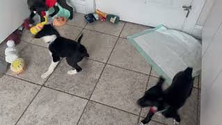 Video preview image #1 Chihuahua-Unknown Mix Puppy For Sale in Walnutport, PA, USA