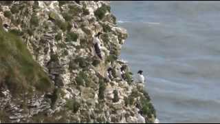 Aphex Twin - cliffs (seabirds)