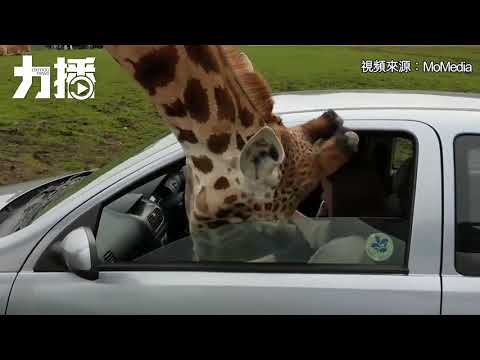 突遭車窗升起夾頭