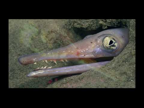 Gombessa V Expedition - Blancpain Ocean Commitment