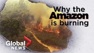 Amazon forest fire: What it tells us about deforestation