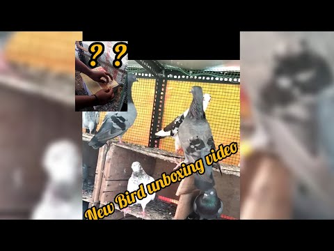 , title : 'New Bird unboxing video |pigeon lover's|#Adukalam'