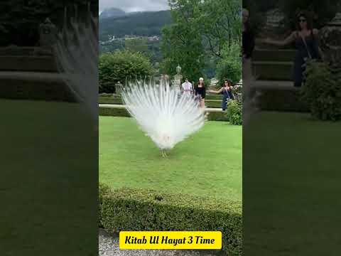 Peacock Call ~ PEACOCK Sounds- and Pictures for learning. Nature sounds #youtubeshorts #shorts