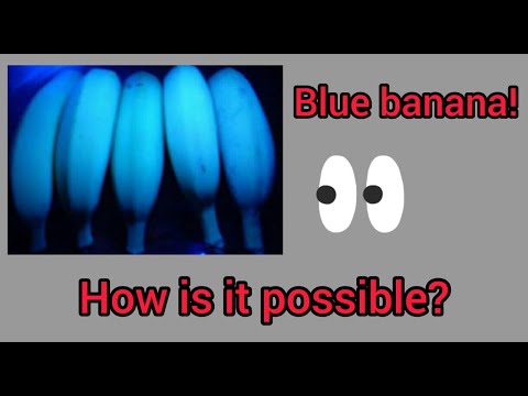Blue banana | When, why & how banana turns blue? | FACTSFRIDAY