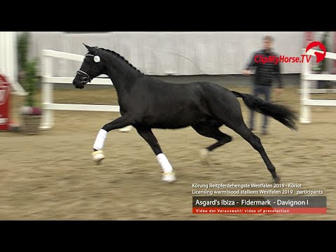 Hengst v. Asgard`s Ibiza - Fidermark - Davignon I