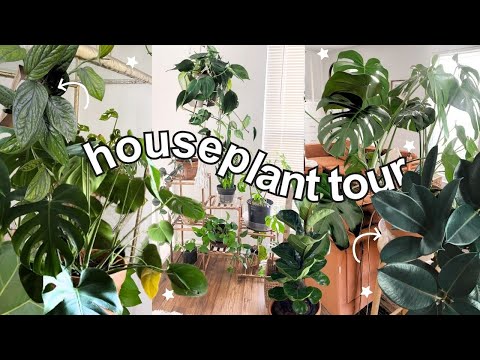 FULL SPRING HOUSEPLANT TOUR  | Easy to Care for Houseplants | My Full Indoor Plant Collection