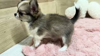 チワワ(ロング)の動画01