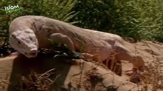 Download lagu Masha Allah! In Front of the KAFFIR, This Animal Testifies to the Prophethood of the Prophet Muha... mp3