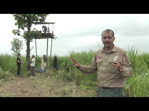 Critically Endangered Pigmy Hog returns to the wild