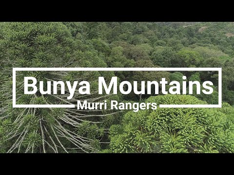 The Bunya Mountains Murri Rangers