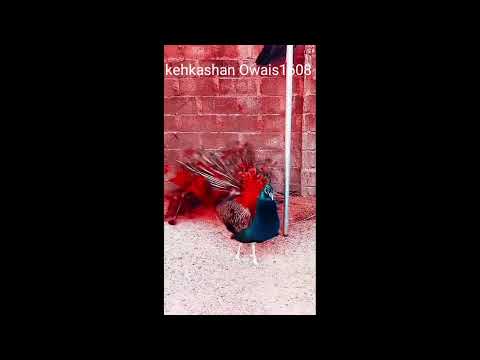 Nani Teri morning ko mor Le gae