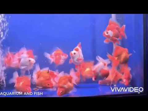 Ryukin Goldfish Tank