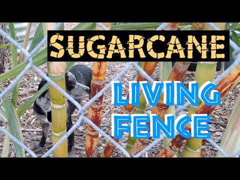 Make Your Own LIVING FENCE using SUGAR