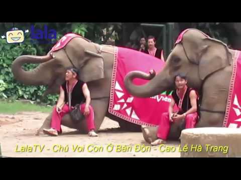 LalaTV - Chú voi con ở Bản Đôn - Cao Lê Hà Trang