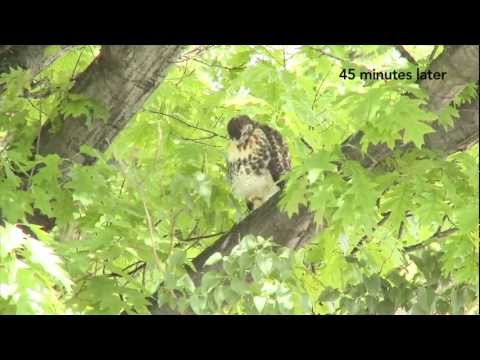 Taking the Plunge: First Fledge from the Red-tailed Hawk Cam