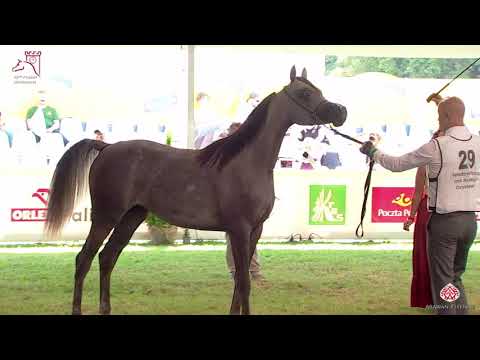 N29 MAMMA MIA - 2020 PRIDE OF POLAND - 42nd Arabian Horse National Show - Yearling Fillies (Clas...