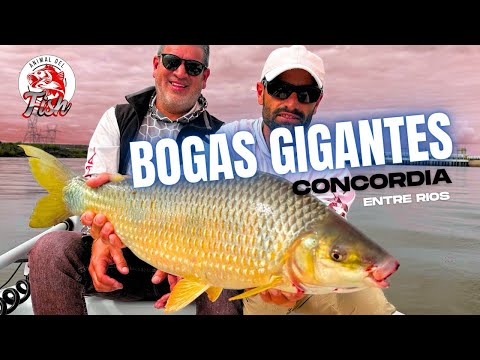 Nunca vimos bogas así 😱 | Bogas GIGANTES en Concordia