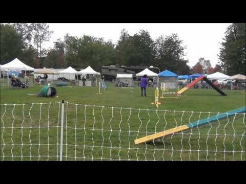 口吃弟弟敏捷犬(Agility)比賽(原發表者:gowell)(影片)