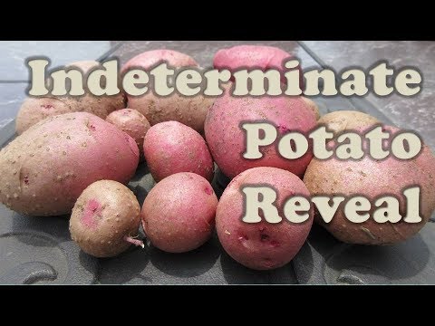 Indeterminate Potato Reveal (Grown in Rice Hulls)