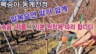 복숭아 겨울전정, 일목요연, 알기 쉽게 솎음, 자름... 기본 원칙에 따라 합니다.(과일나무 전정, 겨울전정…