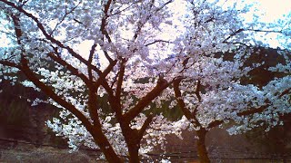 【トイデジ】2025年　桜 【奥多摩】【デジタルハリネズミ】【vlog】【ブイログ】#Japan #photography #ToyCamera
