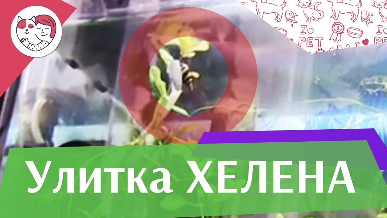 Улитка хелена Содержание в аквариуме на ilikepet
