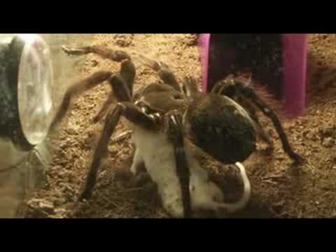 恐怖 - 黑蜘蛛 吃 白老鼠