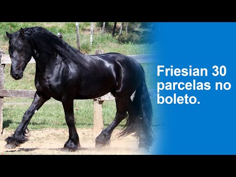 #friesian #frisio #cavalo #maiscavalos GARANHÃO FRIESIAN ENCANTADOR - OPORTUNIDADE!