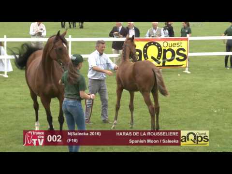 Show AQPS Le Lion 2016 : Lot 2 - N(Saleeka 2016)