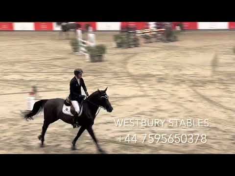 Djoko Z- 2016 Stallion (Dominator Z X Darco)