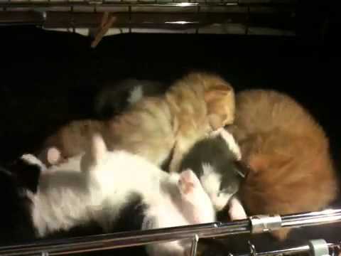 Likeboe 's Chico Charu Ceiro and Charley